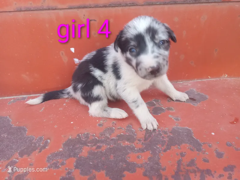 Girl 4 – Australian Cattle Dog, Border Collie puppy for sale in Delta, CO