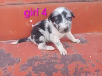 Girl 4, a female Australian Cattle Dog and Border Collie for sale in Delta, CO – 1 of 3
