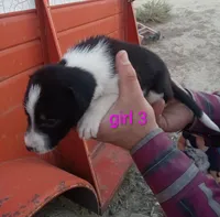 Girl 3, a female Australian Cattle Dog and Border Collie for sale in Delta, CO – 3 of 3