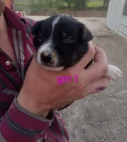Girl 1, a female Australian Cattle Dog and Border Collie for sale in Delta, CO – 2 of 3
