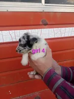 Girl 4, a female Australian Cattle Dog and Border Collie for sale in Delta, CO – 2 of 3