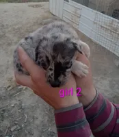 Girl 2, a female Australian Cattle Dog and Border Collie for sale in Delta, CO – 3 of 3