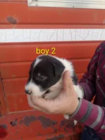 Boy 2, a male Australian Cattle Dog and Border Collie for sale in Delta, CO – 2 of 3