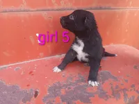 Girl 5, a female Australian Cattle Dog and Border Collie for sale in Delta, CO – 1 of 2