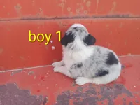 Boy 1, a male Australian Cattle Dog and Border Collie for sale in Delta, CO – 2 of 2