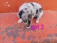 Girl 2, a female Australian Cattle Dog and Border Collie for sale in Delta, CO – 2 of 3