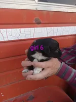 Girl 6, a female Australian Cattle Dog and Border Collie for sale in Delta, CO – 3 of 3