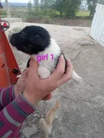 Girl 1, a female Australian Cattle Dog and Border Collie for sale in Delta, CO – 3 of 3