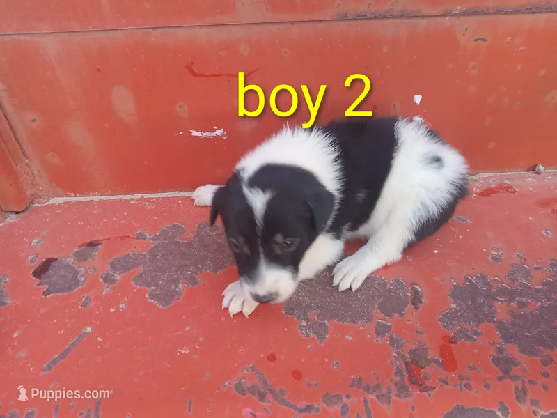 Boy 2 – Australian Cattle Dog, Border Collie puppy for sale in Delta, CO