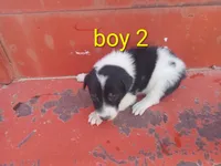 Boy 2, a male Australian Cattle Dog and Border Collie for sale in Delta, CO – 1 of 3