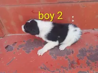 Boy 2, a male Australian Cattle Dog and Border Collie for sale in Delta, CO – 3 of 3