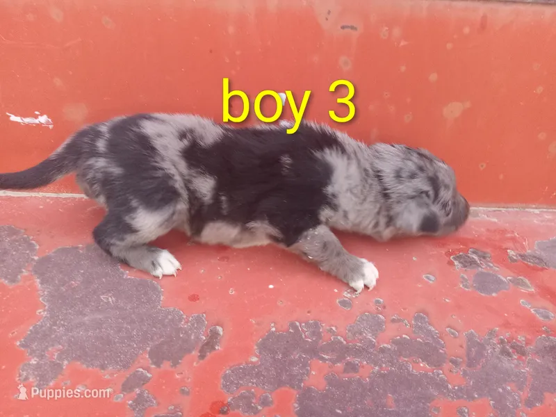 Boy 3 – Australian Cattle Dog, Border Collie puppy for sale in Delta, CO