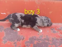 Boy 3, a male Australian Cattle Dog and Border Collie for sale in Delta, CO – 1 of 2