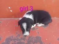 Girl 3, a female Australian Cattle Dog and Border Collie for sale in Delta, CO – 2 of 3