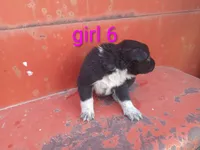 Girl 6, a female Australian Cattle Dog and Border Collie for sale in Delta, CO – 2 of 3