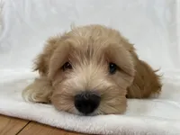 Henry, a male Cavapoo and Poodle - Toy  for sale in Palm City, FL – 7 of 10