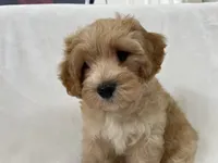 Henry, a male Cavapoo and Poodle - Toy  for sale in Palm City, FL – 8 of 10