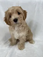 Henry, a male Cavapoo and Poodle - Toy  for sale in Palm City, FL – 6 of 10