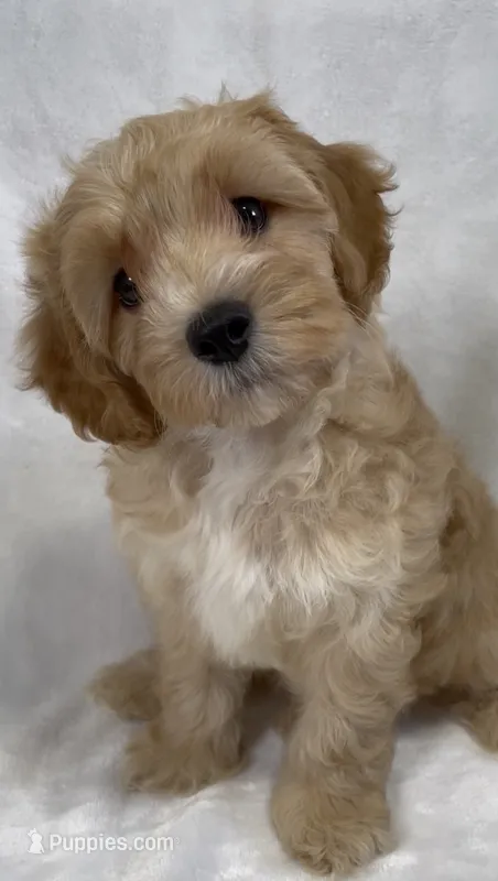 Henry – Cavapoo, Poodle - Toy  puppy for sale in Palm City, FL