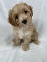 Henry, a male Cavapoo and Poodle - Toy  for sale in Palm City, FL – 4 of 10