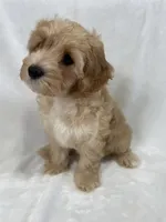 Henry, a male Cavapoo and Poodle - Toy  for sale in Palm City, FL – 2 of 10