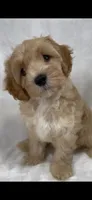 Henry, a male Cavapoo and Poodle - Toy  for sale in Palm City, FL – 10 of 10