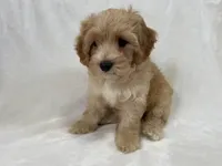 Henry, a male Cavapoo and Poodle - Toy  for sale in Palm City, FL – 3 of 10