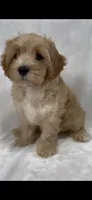 Henry, a male Cavapoo and Poodle - Toy  for sale in Palm City, FL – 5 of 10