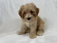 Henry, a male Cavapoo and Poodle - Toy  for sale in Palm City, FL – 9 of 10