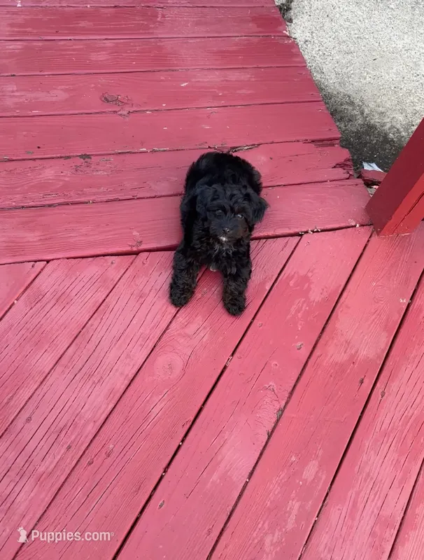 Blaze – Yorkshire Terrier, Poodle - Standard  puppy for sale in Akron, OH