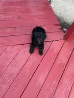 Blaze, a male Yorkshire Terrier and Poodle - Standard  for sale in Akron, OH – 1 of 1