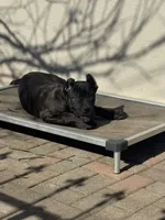 Pandora , a female Cane Corso and American Mastiff for sale in New Egypt, NJ – Photo 2 of 9