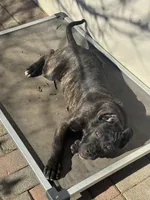 Pandora , a female Cane Corso and American Mastiff for sale in New Egypt, NJ – Photo 4 of 9