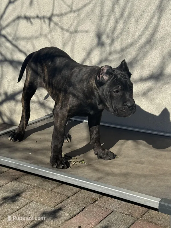 Pandora , a female Cane Corso and American Mastiff for sale in New Egypt, NJ – Photo 1 of 9