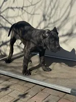 Pandora , a female Cane Corso and American Mastiff for sale in New Egypt, NJ – Photo 1 of 9