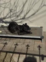 Pandora , a female Cane Corso and American Mastiff for sale in New Egypt, NJ – Photo 6 of 9