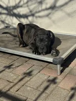 Pandora , a female Cane Corso and American Mastiff for sale in New Egypt, NJ – Photo 9 of 9