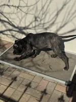 Pandora , a female Cane Corso and American Mastiff for sale in New Egypt, NJ – Photo 8 of 9