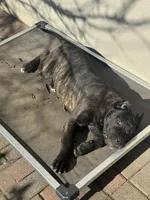 Pandora , a female Cane Corso and American Mastiff for sale in New Egypt, NJ – Photo 5 of 9