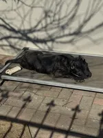 Pandora , a female Cane Corso and American Mastiff for sale in New Egypt, NJ – Photo 3 of 9