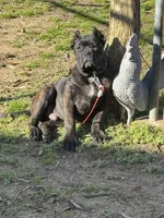 Aldo, a male Cane Corso for sale in New Egypt, NJ – Photo 6 of 10