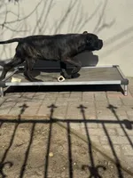 Aldo, a male Cane Corso for sale in New Egypt, NJ – Photo 8 of 10