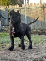 Aldo, a male Cane Corso for sale in New Egypt, NJ – Photo 2 of 10