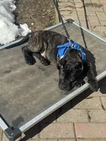 Aldo, a male Cane Corso for sale in New Egypt, NJ – Photo 2 of 3