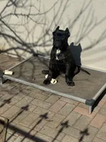 Aldo, a male Cane Corso for sale in New Egypt, NJ – Photo 7 of 10