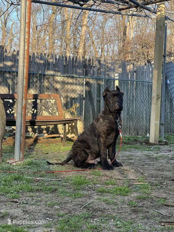 Aldo – Cane Corso puppy for sale in New Egypt, NJ