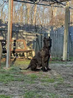 Aldo, a male Cane Corso for sale in New Egypt, NJ – Photo 1 of 10