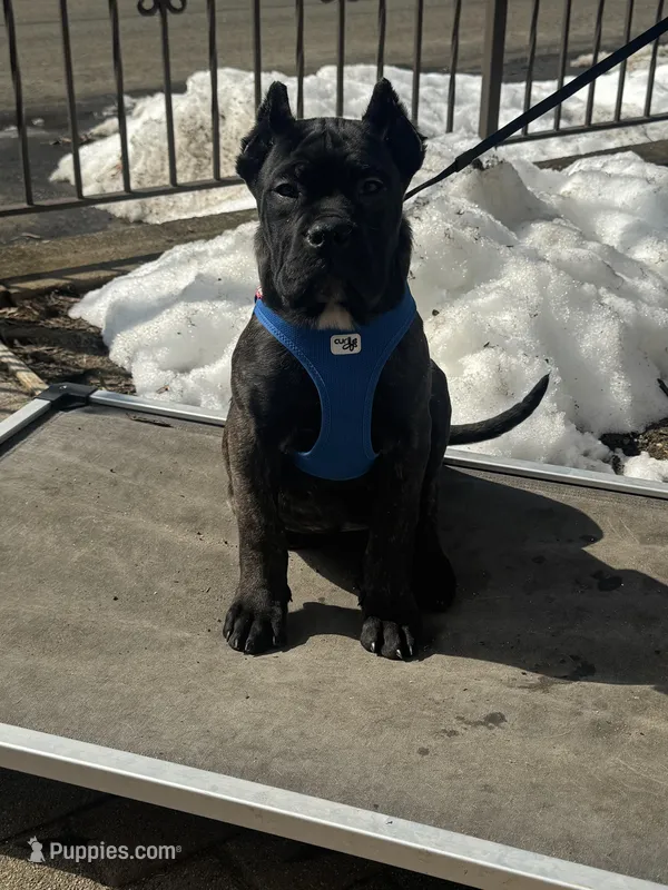 Aldo, a male Cane Corso for sale in New Egypt, NJ – Photo 1 of 3