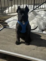 Aldo, a male Cane Corso for sale in New Egypt, NJ – Photo 1 of 3