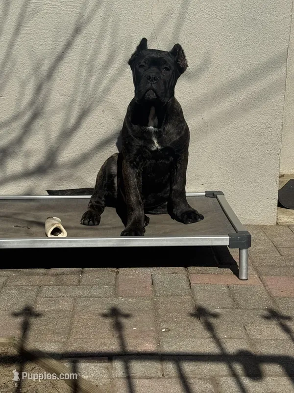 Aldo – Cane Corso puppy for sale in New Egypt, NJ